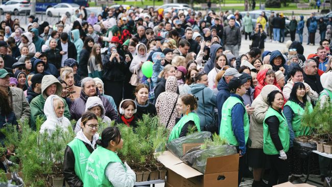 Раздача саженцев сосны для посадки