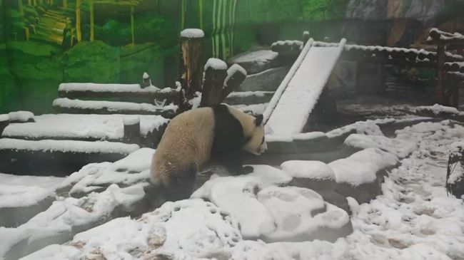 Зима в радость: Катюша радостно бегает по территории вольера и резвится на снегу