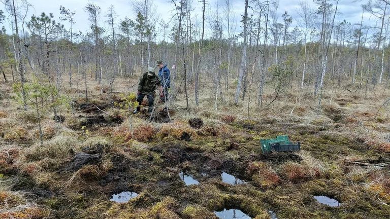 Раскопки в Новгородской области Раскопки в Новгородской области