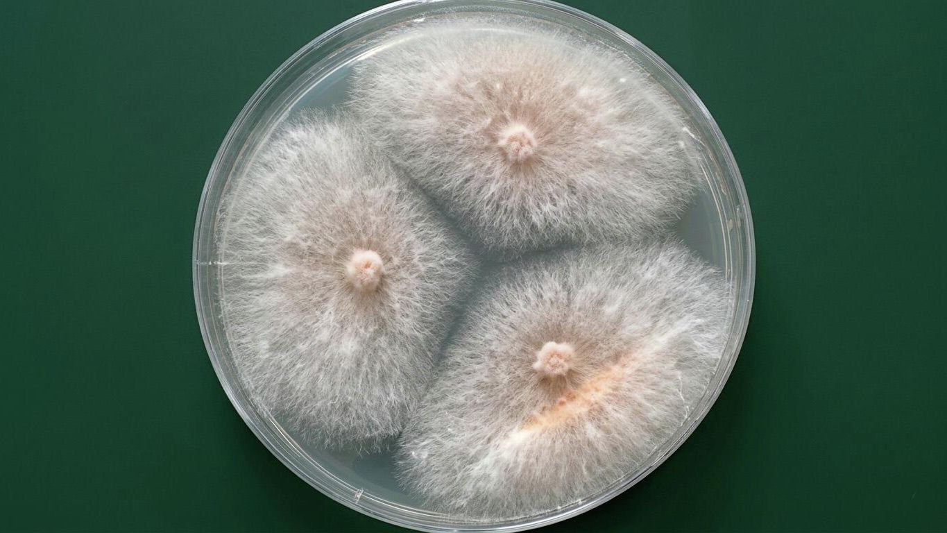 Колония микрогриба Fusarium sambucinum в чашке Петри - РИА Новости, 1920, 07.05.2026
