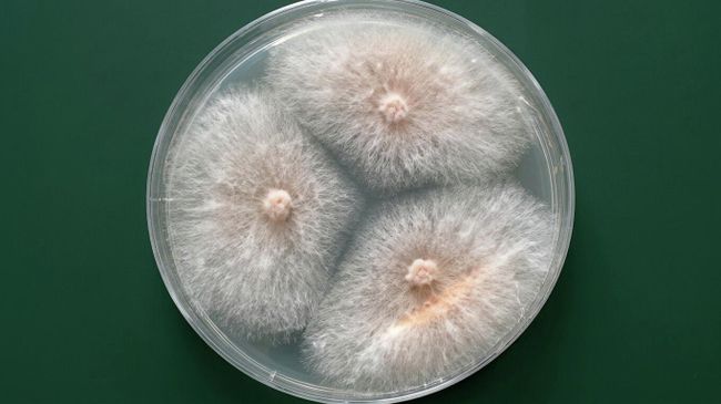 Колония микрогриба Fusarium sambucinum в чашке Петри
