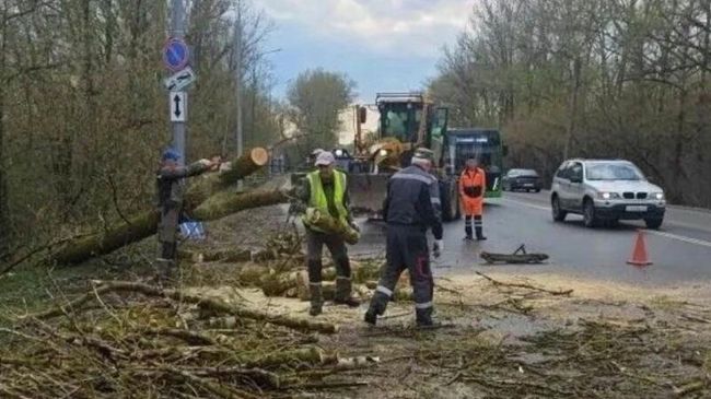 Специалисты убирают поваленные в результате шквалистого ветра деревья в Кирове