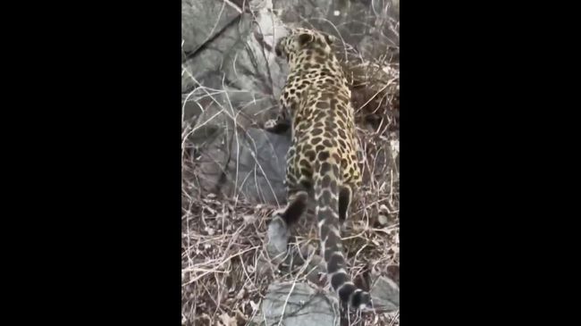  Редкий дальневосточный леопард попал на видео на дороге в Китае