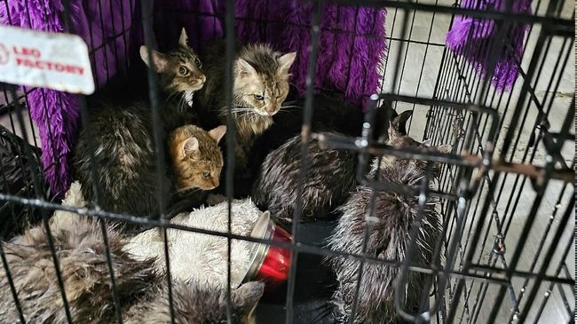 Выжившие коты после прорыва трубы в котокафе в Калининграде