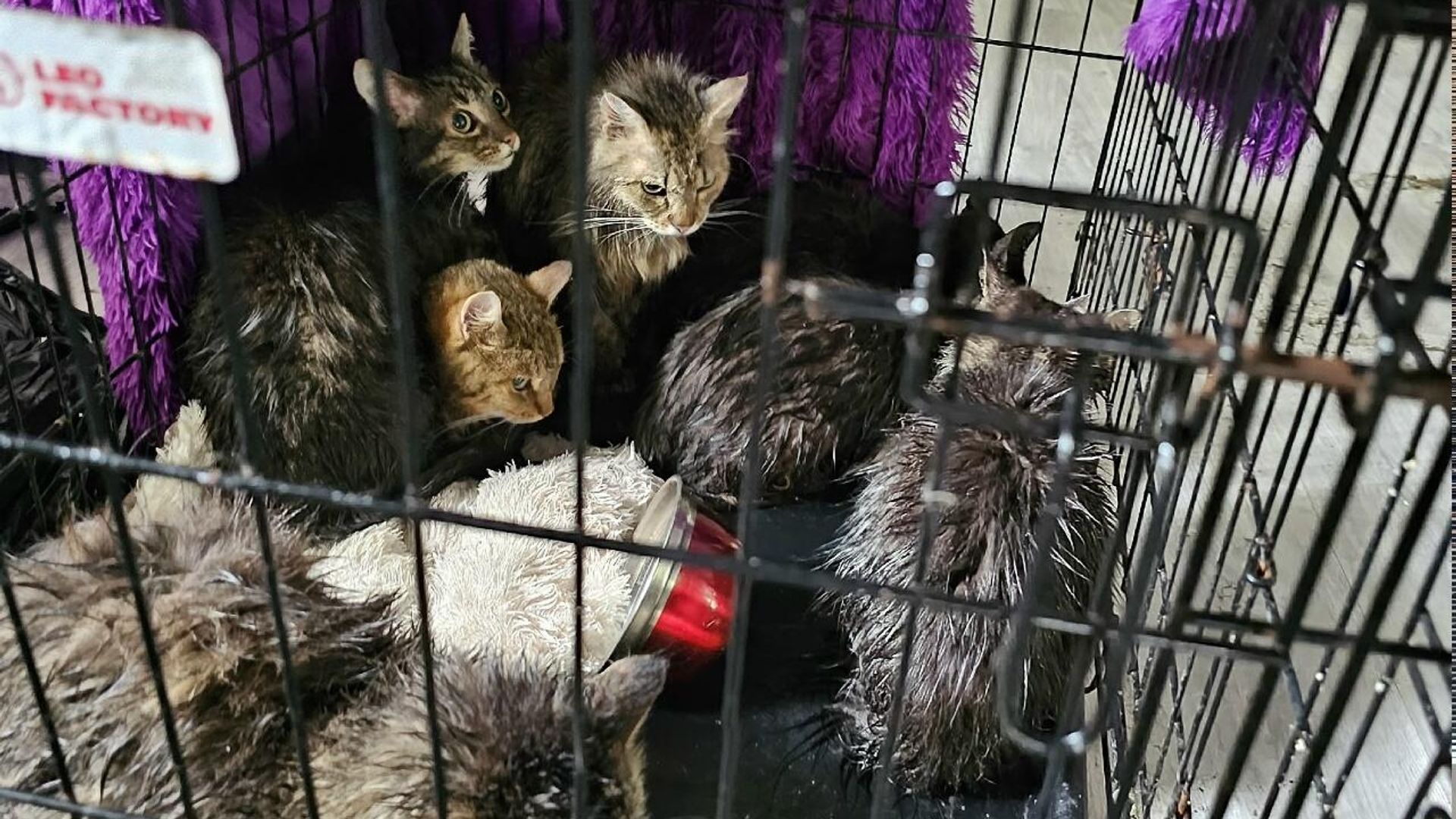 Выжившие коты после прорыва трубы в котокафе в Калининграде Выжившие коты после прорыва трубы в котокафе в Калининграде - РИА Новости, 1920, 07.05.2026