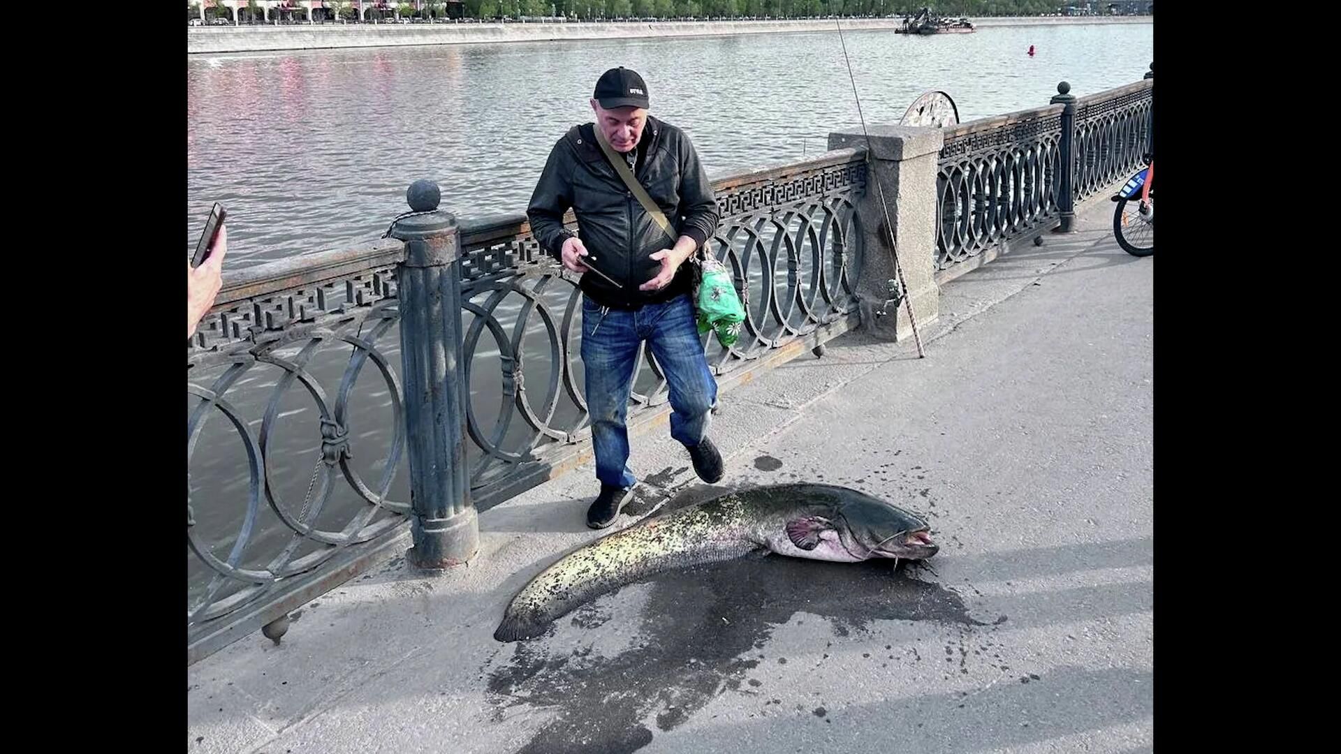 В Москве-реке рыбаки выловили 25-килограммового сома В Москве-реке рыбаки выловили 25-килограммового сома - РИА Новости, 1920, 07.05.2026