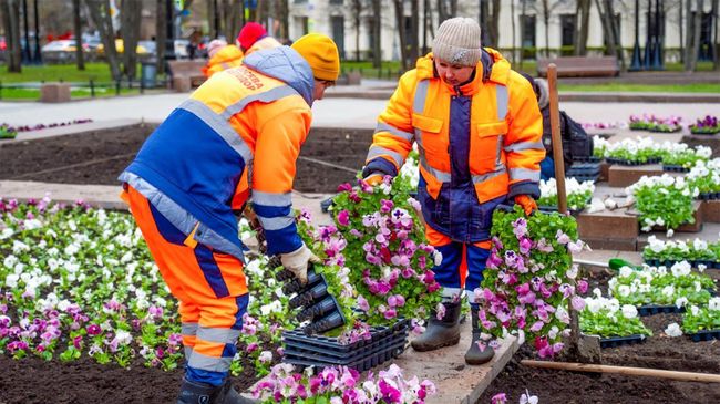 Высадка саженцев виолы в Москве