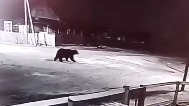 Медведь на улице в поселке Амалате в Бурятии
