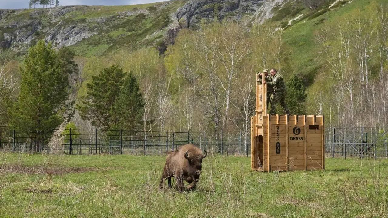 В Башкортостане при содействии компании GRASS увеличили стадо диких зубров В Башкортостане при содействии компании GRASS увеличили стадо диких зубров - РИА Новости, 1920, 14.05.2026