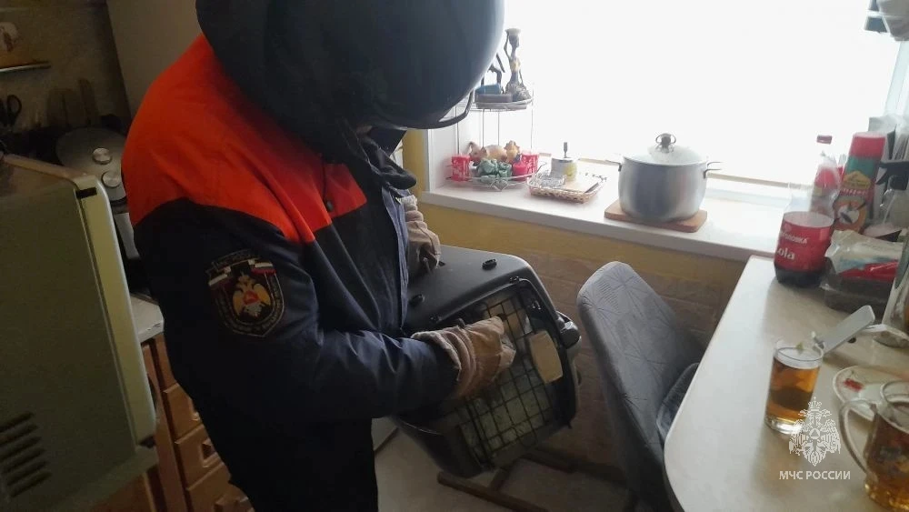Спасатели помогли жителям Магадана обезвредить домашнего кота - РИА Новости, 1920, 19.05.2026