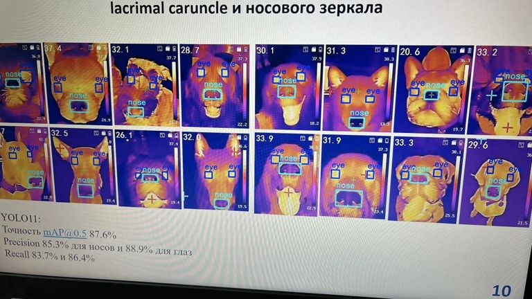 Методика оценки тревожности собак Методика оценки тревожности собак