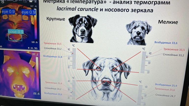 Методика оценки тревожности собак Методика оценки тревожности собак