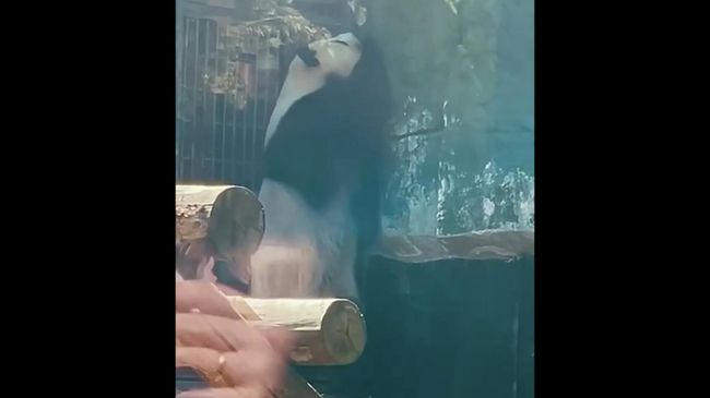 Танец панды Катюши