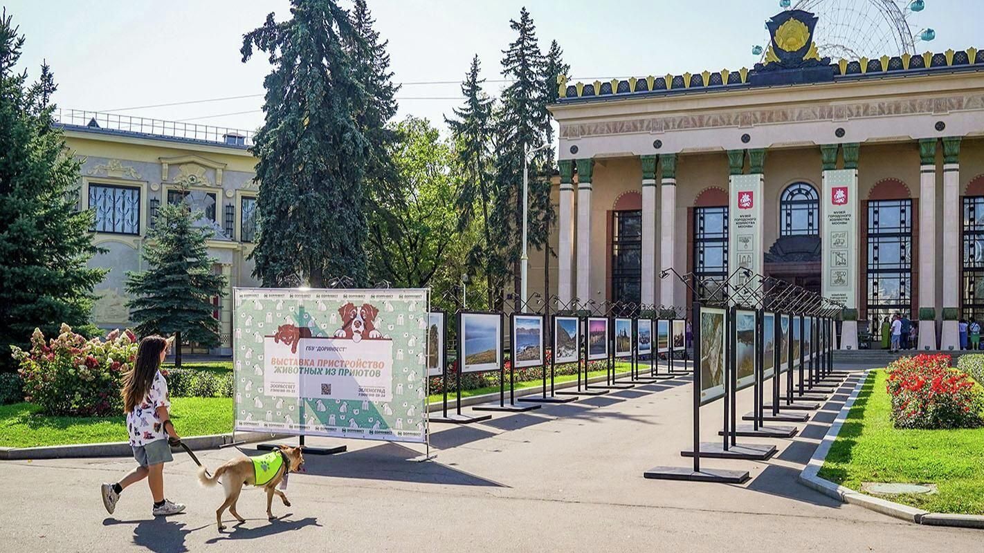 Выставка — пристройство животных из приютов на ВДНХ Выставка — пристройство животных из приютов на ВДНХ - РИА Новости, 1920, 21.05.2026