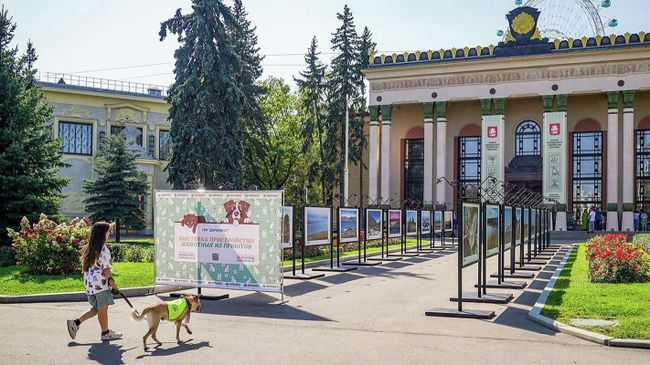 Выставка — пристройство животных из приютов на ВДНХ