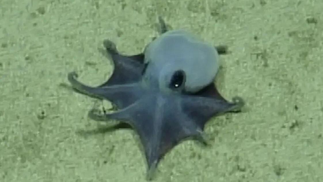 Осьминог Microeledone galapagensis - РИА Новости, 1920, 25.05.2026