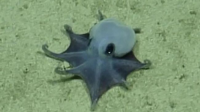 Осьминог Microeledone galapagensis