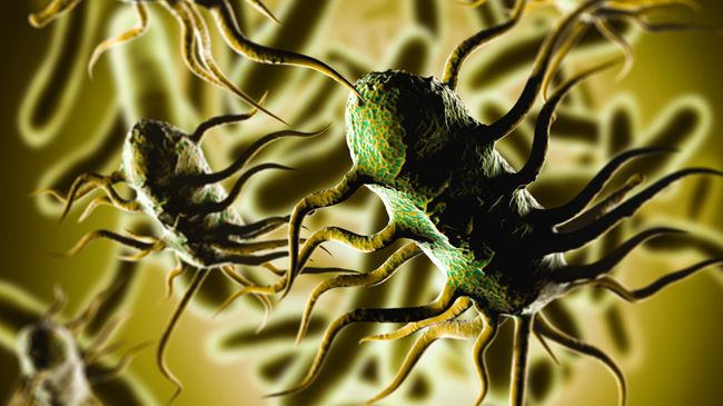 Бактерия Listeria monocytogenes