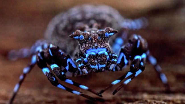 Новый вид паука, который обнаружили в рамках экспедиции в Анголу