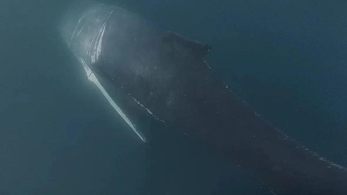 Краснокнижный горбатый кит, запутавшийся в сетях около острова Кильдин в Баренцевом море - РИА Новости, 1920, 12.06.2026