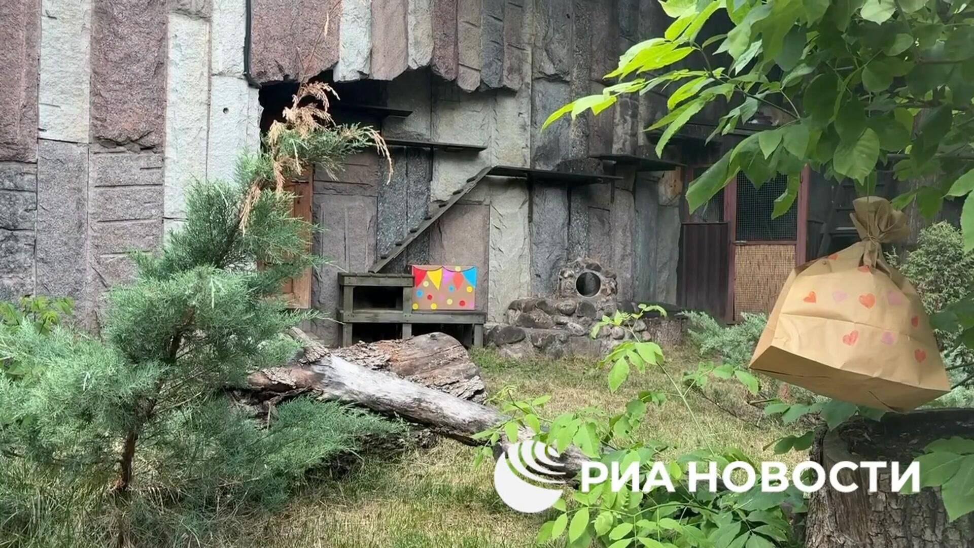День рождения манула Тимофея - РИА Новости, 1920, 11.06.2026