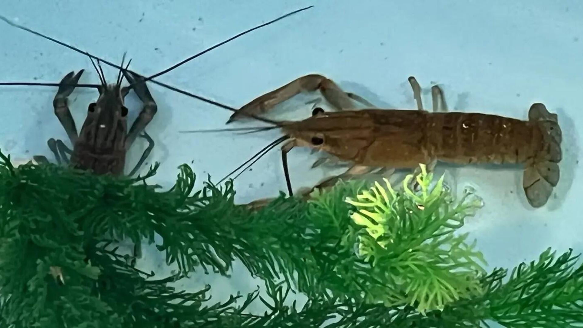 Австралийский красноклешневый рак (Cherax quadricarinatus) в научно-исследовательской лаборатории Центр агробиотехнологии ДГТУ - РИА Новости, 1920, 17.06.2026