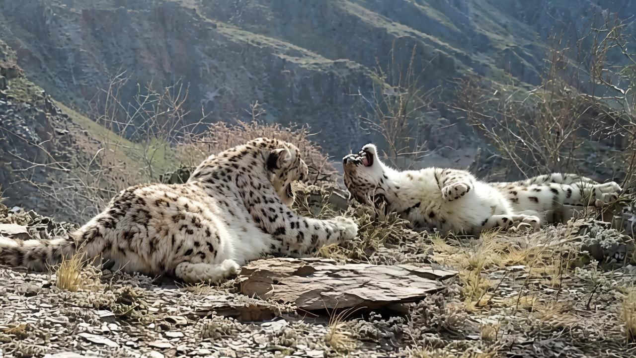 Краснокнижные ирбисы, запечатленные фотоловушкой в Саяно-Шушенском заповеднике Краснокнижные ирбисы, запечатленные фотоловушкой в Саяно-Шушенском заповеднике - РИА Новости, 1920, 16.06.2026