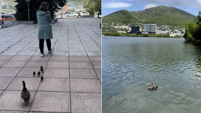 Работники Камчатского краевого суда сопроводили утиное семейство до Култучного озера