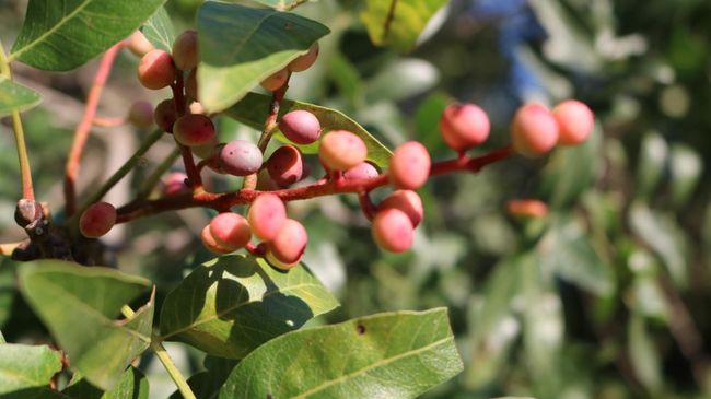 Фисташка атлантическая (Pistacia atlantica)