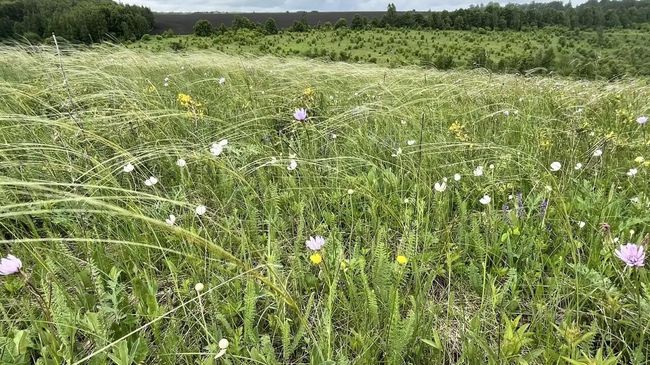 Разнотравье на Куликовом поле Разнотравье на Куликовом поле