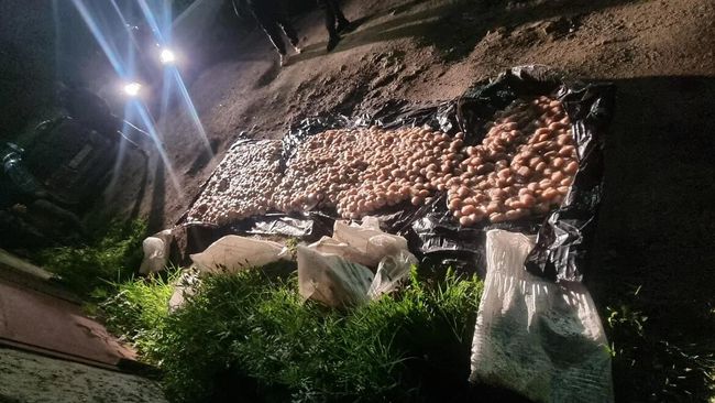 Полицейские Сахалина задержали группу браконьеров, выловивших морских гребешков на 3 млн рублей