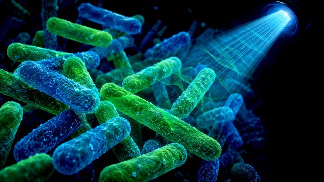 Бактерии Lactobacillus bulgaricus облучаются рентгеном