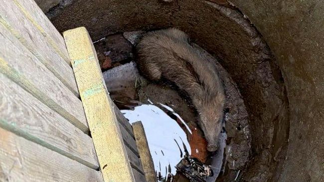 Спасатели вызволили из колодца детенышей дикого кабана в Хасанском округе Приморского края