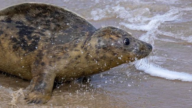 Три краснокнижных серых тюленя вернулись в Балтийское море после реабилитации
