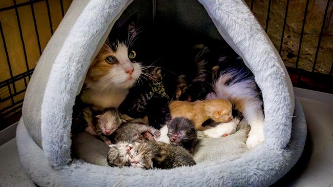 Эрмитажная кошка Графиня родила 6 котят