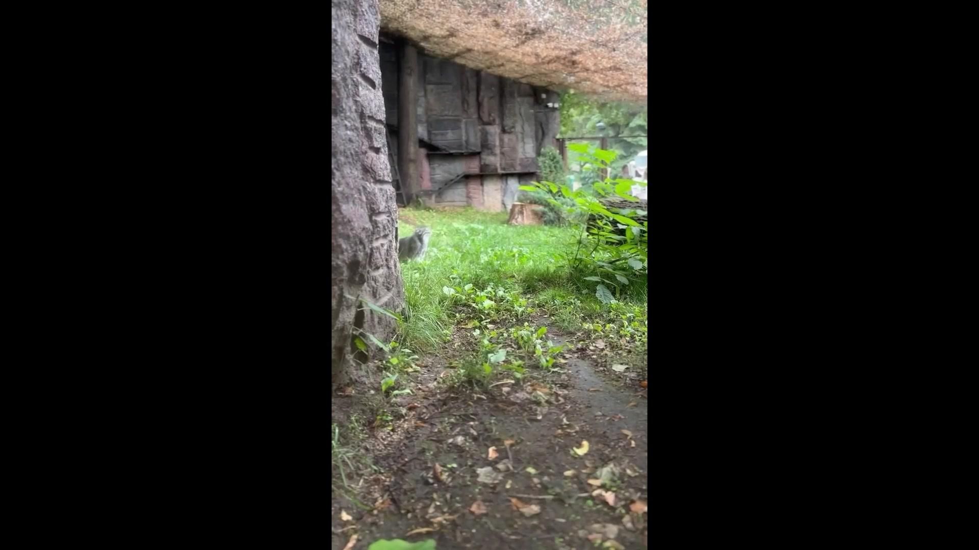 Манул Тимофей добыл перепелку, которую спрятали в бочке Манул Тимофей добыл перепелку, которую спрятали в бочке - РИА Новости, 1920, 13.07.2026