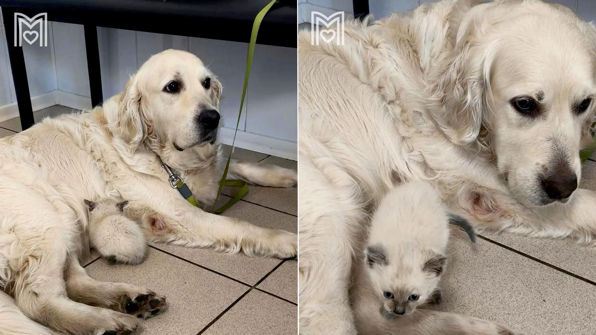 Собака Лея из Москвы стала приемной мамой для уличного котенка Собака Лея из Москвы стала приемной мамой для уличного котенка - РИА Новости, 1920, 13.07.2026