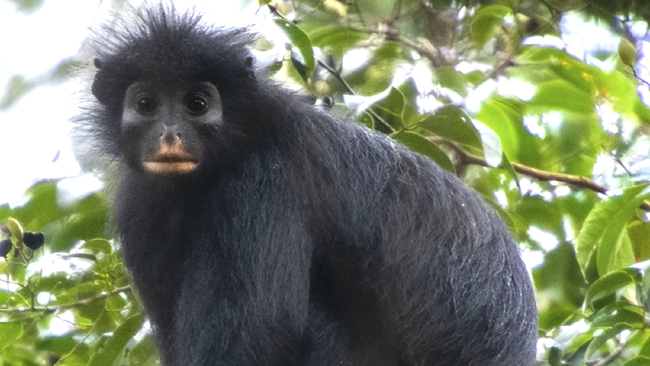 Обнаруженный в ДР Конго новый вид обезьян Colobus congoensis