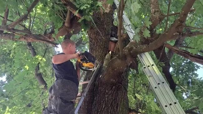 Спасатели в Ленинградской области вызволили из дупла клена мужчину Спасатели в Ленинградской области вызволили из дупла клена мужчину