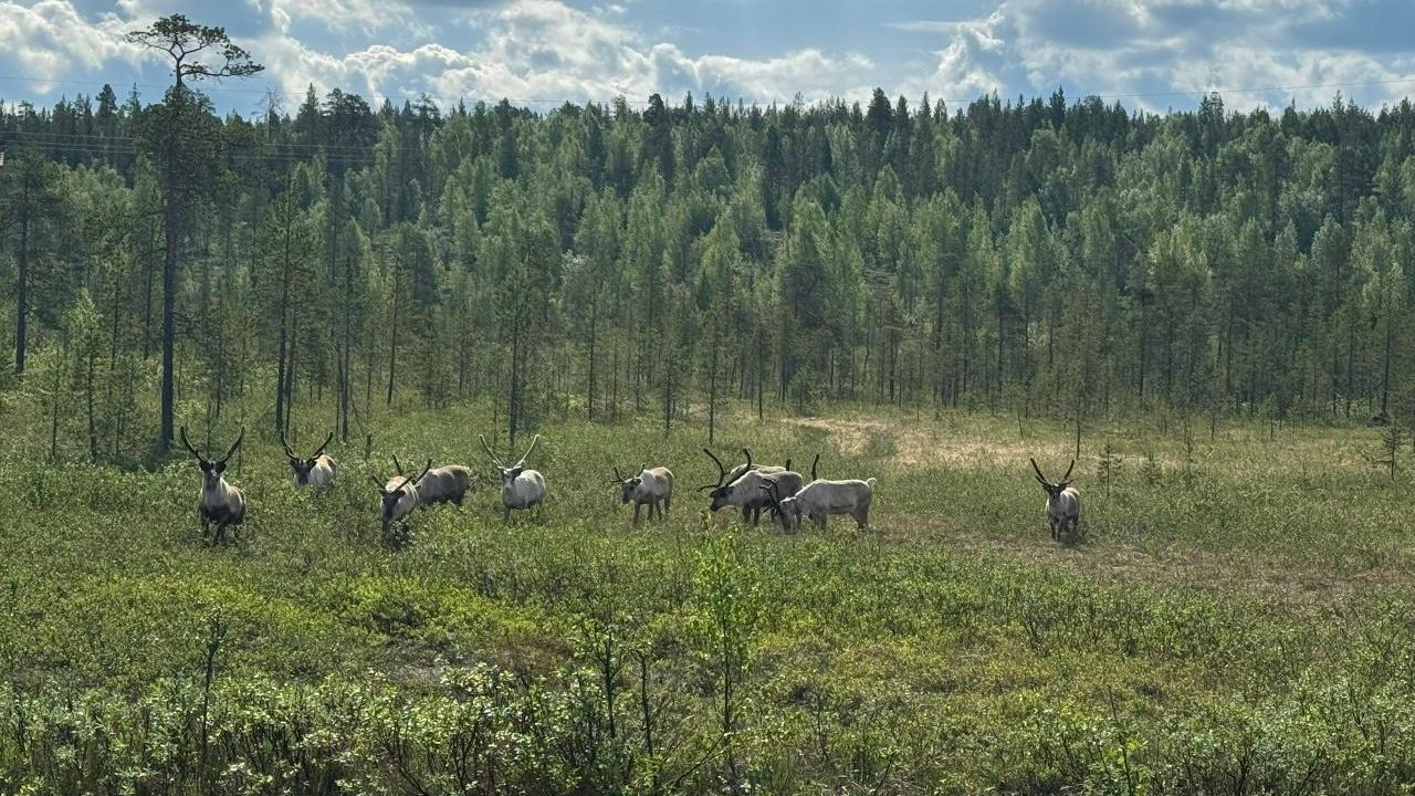 Норвежские олени на территории заповедника Пасвик в Мурманской области Норвежские олени на территории заповедника Пасвик в Мурманской области - РИА Новости, 1920, 21.07.2026