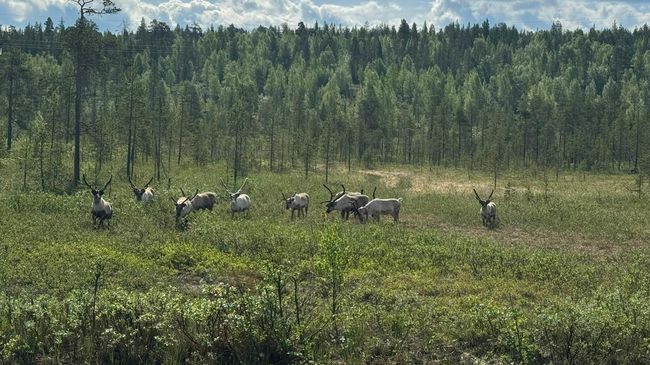 Норвежские олени на территории заповедника Пасвик в Мурманской области