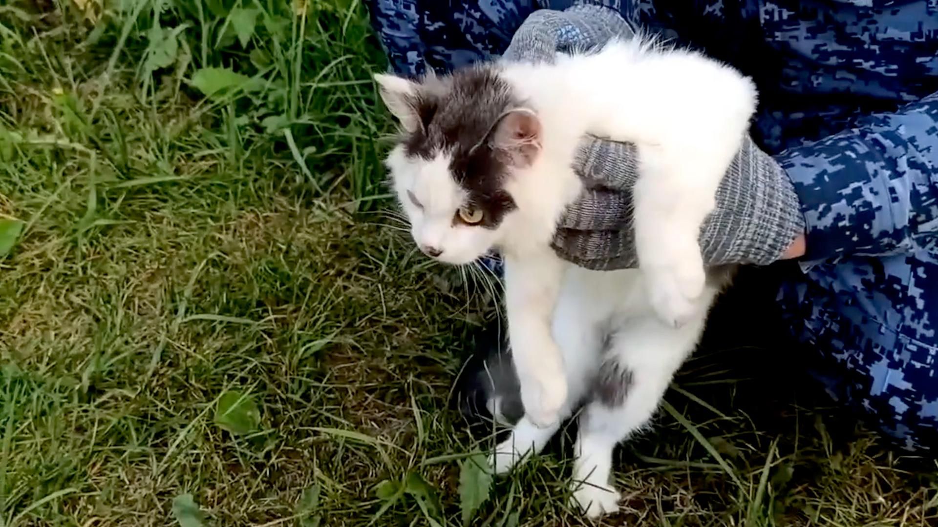 Пойманный кот-наркокурьер из нижегородской колонии - РИА Новости, 1920, 21.07.2026