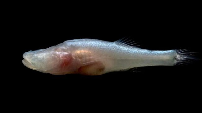 Demogorgonichthys arcanus