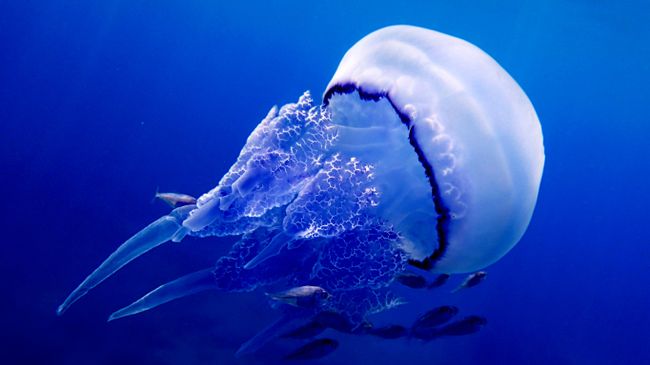 Медуза-корнерот (Rhizostoma pulmo)