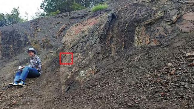 Раковину вымершего головоногого моллюска нашли в Крыму