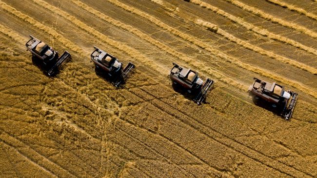 Уборка урожая пшеницы
