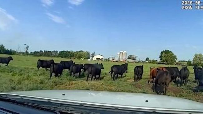 В Миннесоте полицейскому пришлось возвращать домой сбежавших коров
