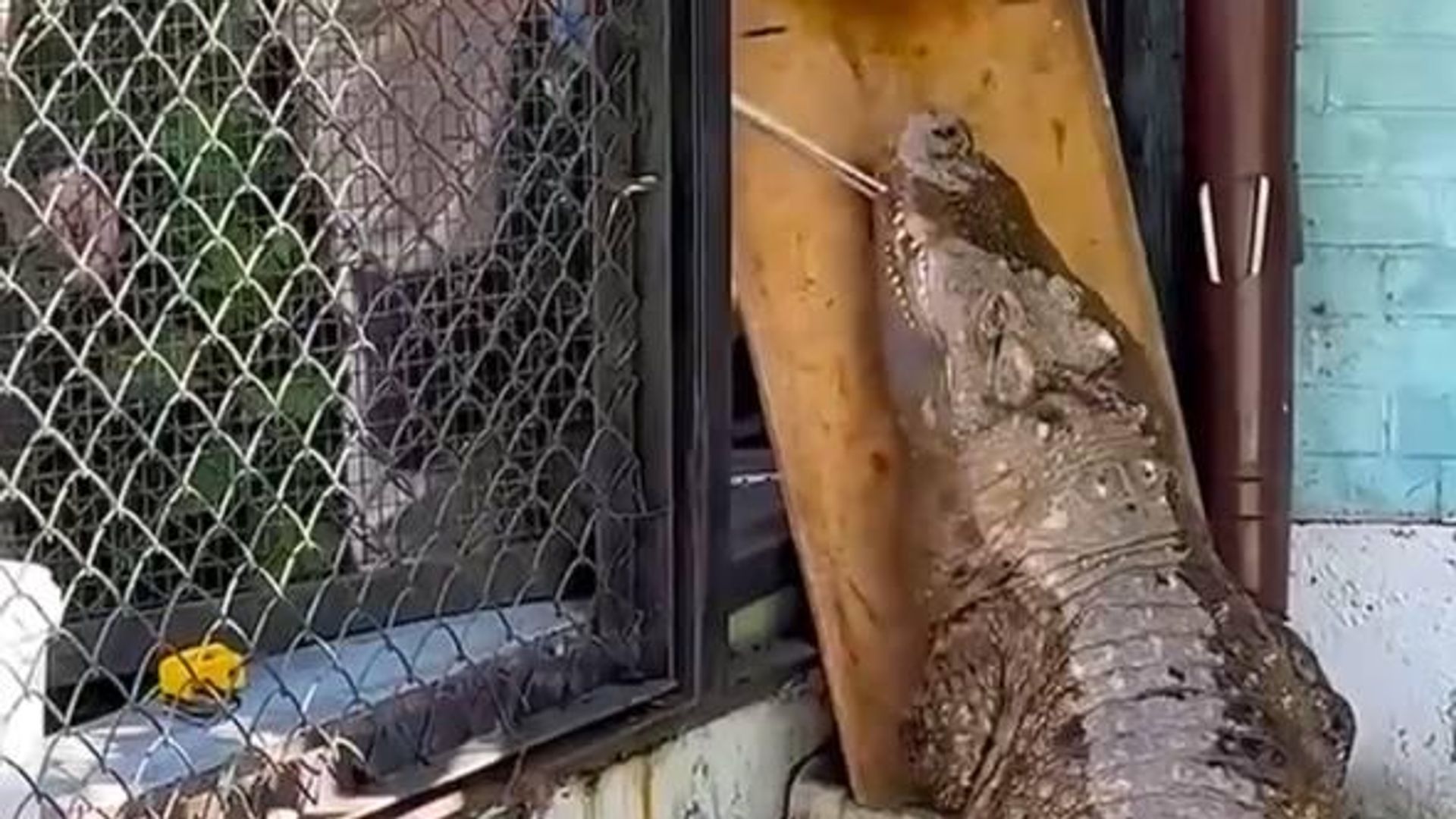 Кубинский крокодил Людмила в Калининградском зоопарке Кубинский крокодил Людмила в Калининградском зоопарке - РИА Новости, 1920, 24.08.2026