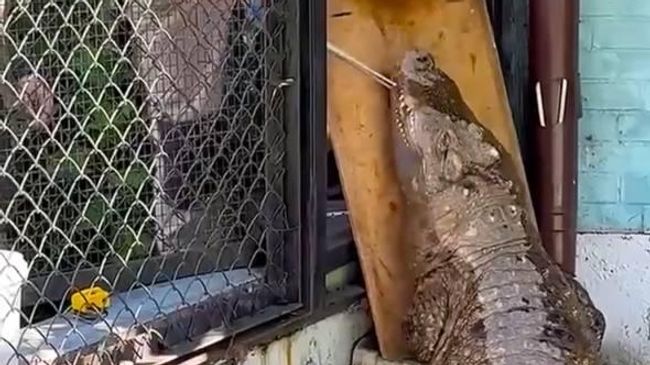 Кубинский крокодил Людмила в Калининградском зоопарке