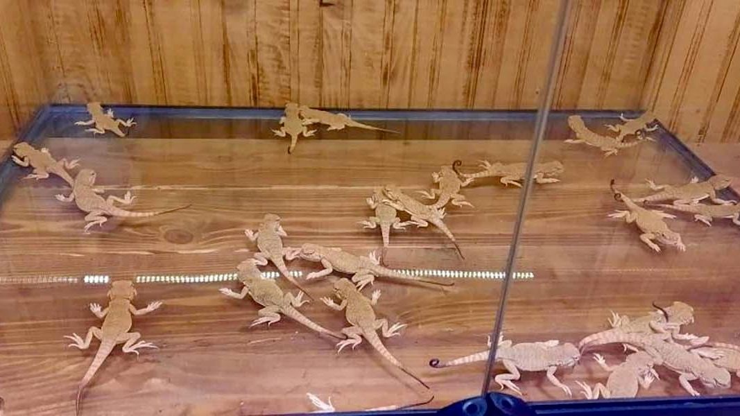 Ящерицы, обнаруженные у женщины на таможне на границе с Польшей Ящерицы, обнаруженные у женщины на таможне на границе с Польшей - РИА Новости, 1920, 25.08.2026